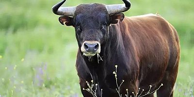 Kesileceğini Anlayan Boğa Kasabın Elinden Kaçtı