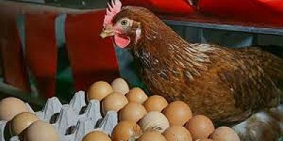 Kümes Hayvancılığında Tavuk Eti Üretiminde Artış, Yumurtada Düşüş Sürüyor
