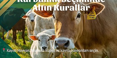 Kurbanlık Seçiminde Altın Kurallar