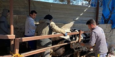 Mavi dil hastalığı: 9 köy karantinaya alındı