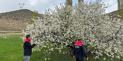 Meteorolojiden zirai don uyarısı!