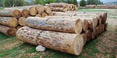 Sarıkamış ormanlık alanda kaçak ağaç kesen şahıslar yakayı ele verdi