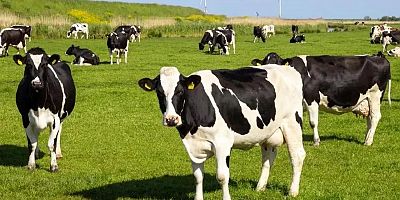 SAT-1 Tipi şap hastalığına karşı Türkiye genelinde aşılama seferberliği başlatıldı