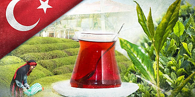 Tarım ve Orman Bakanlığı 2025 yaş çay alım fiyatını açıkladı