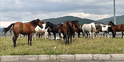 Yılkı Atları Karayollarında kazaya davetiye çıkarıyor